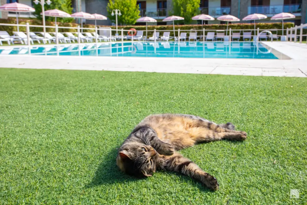 Gatto rilassato vicino alla piscina elegante