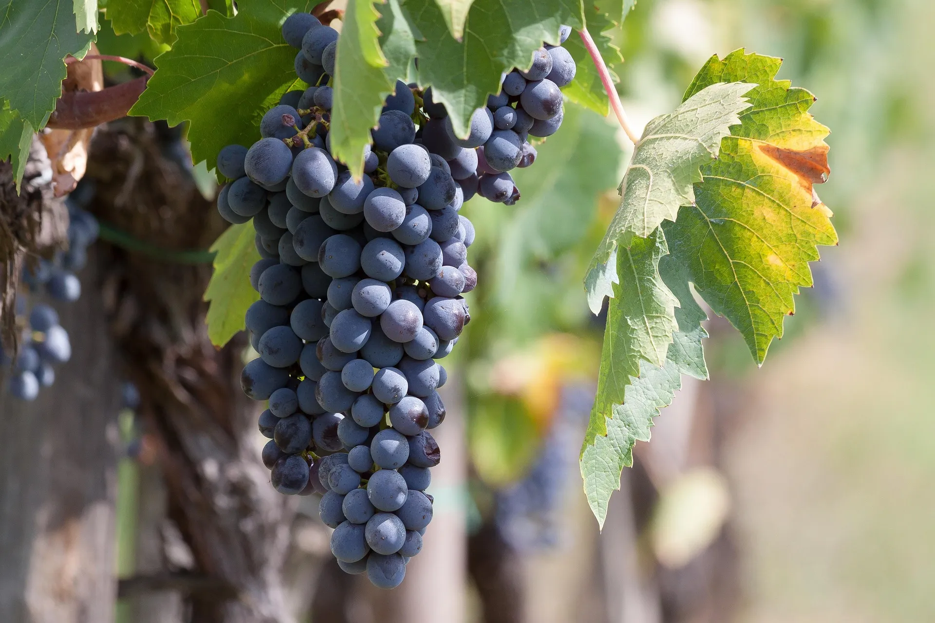 Vendemmia 2026
